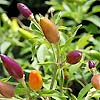 Capsicum Seven Colurs Mix